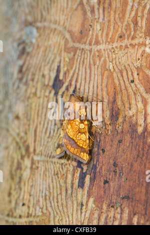 Smerigliato falena arancione; ' Gortina flavago; su legno; Regno Unito Foto Stock