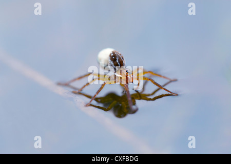 Pirate Wolf Spider; Pirata piscatorius; sull'acqua; Cornovaglia; Regno Unito; femmina con uovo caso Foto Stock