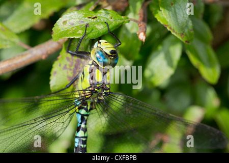 Southern Hawker; Aeshna cyanea; dragonfly; maschio; Regno Unito Foto Stock