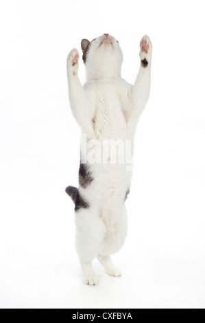 Cat sulle zampe posteriori con zampe in aria, studio shot con sfondo bianco Foto Stock