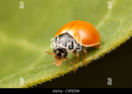 Una signora lucidato Beetle (Cycloneda munda) posatoi su una foglia. Foto Stock
