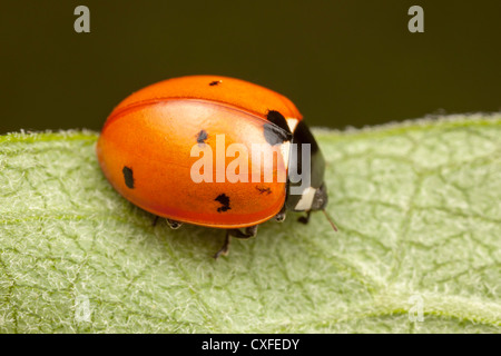 Sette-spotted Lady Beetle (Coccinella septempunctata) Foto Stock