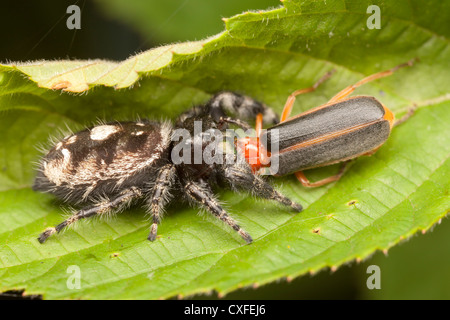 Una femmina di ardito ponticello (Phidippus audax) detiene sul suo soldato catturato beetle (Podabrus tomentosus) preda. Foto Stock