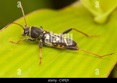 Long-cornuto Beetle (Clytus ruricola) Foto Stock