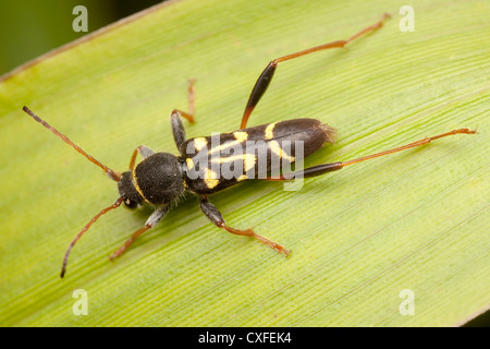 Long-cornuto Beetle (Clytus ruricola) Foto Stock