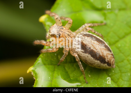 Dimorphic Jumper (Maevia inclemens) - Femmina Foto Stock