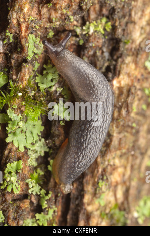 Un giardino immaturi Slug (Arion hortensis) si sposta verso l'alto un lichene albero coperto. Foto Stock