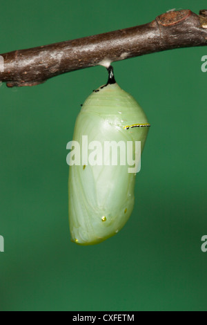 Una farfalla monarca (Danaus plexippus) crisalide (pupa) circa 1 giorno dopo pupation. Foto Stock