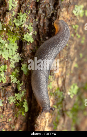 Un giardino immaturi Slug (Arion hortensis) si muove verso il basso a un lichene albero coperto. Foto Stock