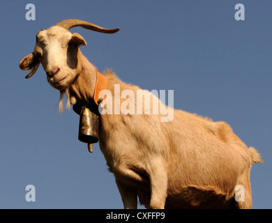 Una capra femmina con una campana su un collare. Asturias, Spagna. Foto Stock