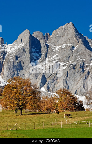 Prato con mucche Liébana Picos de Europa Cantabria Spagna prado con vacas Picos de Europa comarca de liebana cantabria españa Foto Stock