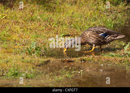 Femmina Mallard Duck alimentando in acque poco profonde a riva Foto Stock