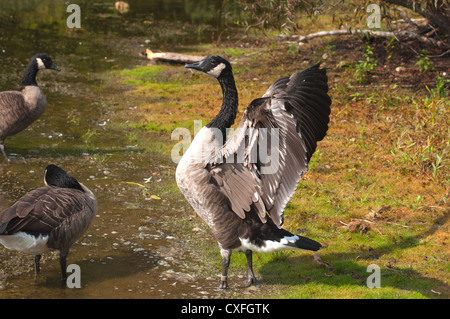 Oca canadese in piedi sulla terra con le ali distese e svolazzamenti Foto Stock