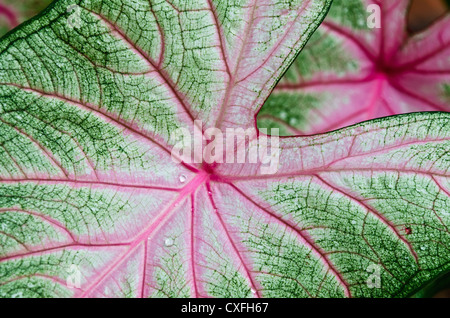 Foglia di Caladium dettaglio Foto Stock