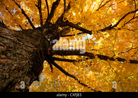 Guardando in alto attraverso un albero con i rami pieni di foglie d'oro Foto Stock