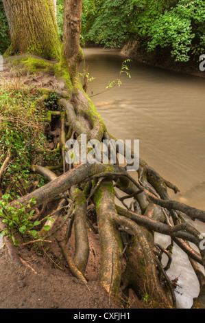 Taglio profondo eroso in riva al fiume con coperte di muschio frassino radici aggrappati a sottosquadro e dal Fiume Mole all'ansa del fiume Foto Stock