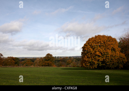 Alberi in un parco in autunno Foto Stock