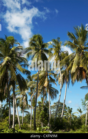 Un gruppo di palme di cocco Foto Stock