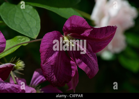 La clematide Jackmanii crescente con la nuova Alba roses Foto Stock