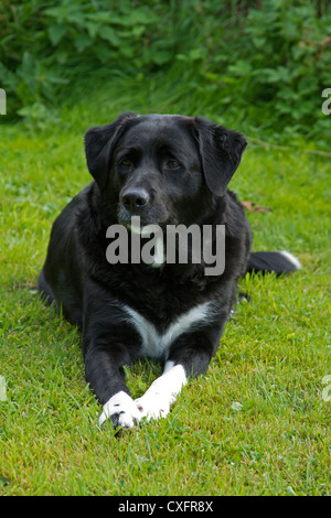 Un indulgenza, ma Pepsi, la nostra croce Labrador Collie al fresco nel giardino, ciò che essa fa meglio! Foto Stock