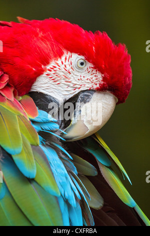 Extreme close-up di scarlet macaw (Ara macao) preening le sue piume Foto Stock