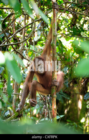 Giovani Orang Utan di Sepilok, Borneo Foto Stock