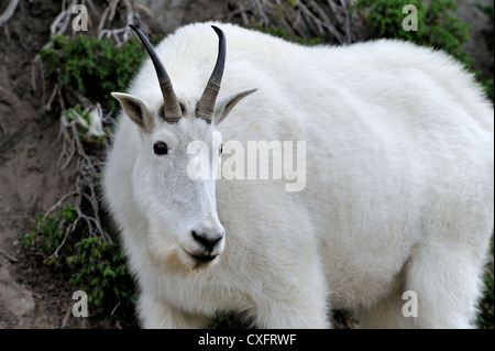 Un bianco capre di montagna' Oreamnos americanus' su di un lato della montagna Foto Stock