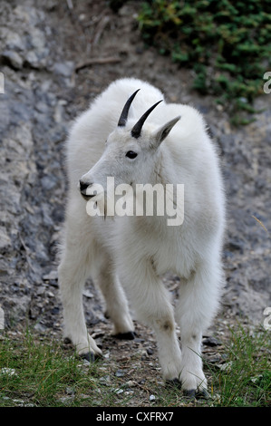 Un bianco capre di montagna' Oreamnos americanus' in piedi su un lato montagna Foto Stock