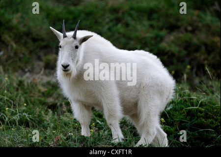 Un bianco capre di montagna' Oreamnos americanus' in piedi nella vegetazione montana Foto Stock