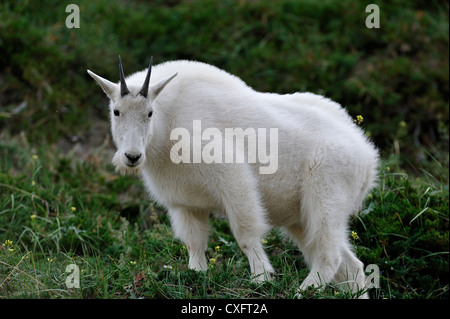 Un bianco capre di montagna' Oreamnos americanus' in piedi nella vegetazione montana Foto Stock