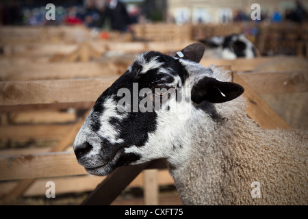 Dettaglio della testa di Bluefaced Leicester mulo; razze ovine a Masham pecore Fair, North Yorkshire Dales, REGNO UNITO Foto Stock