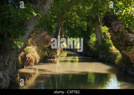 Poitou paludi umide nei pressi di Maillezais, della Vandea, Pays de la Loire, Francia. Foto Stock