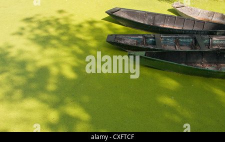 Barche per Poitou paludi ormeggiato a Maillezais, della Vandea, Pays de la Loire, Francia. Foto Stock