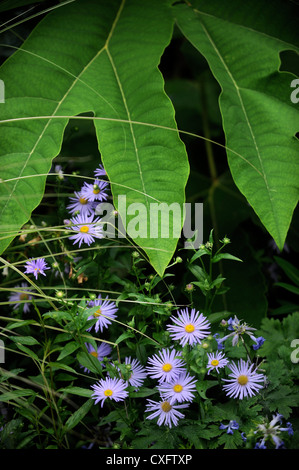 Astri con le foglie di una pianta Tetrapanax in un confine esotico di un giardino inglese Foto Stock