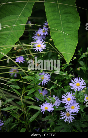 Astri con le foglie di una pianta Tetrapanax in un confine esotico di un giardino inglese Foto Stock