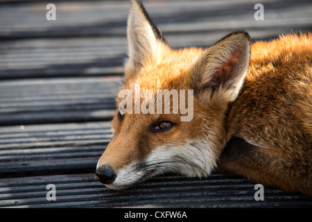 Red Fox prevista sul decking in legno Foto Stock