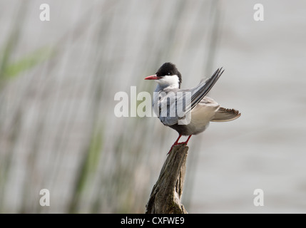 Mignattino piombato Chlidonias hybridus FRANCIA Foto Stock