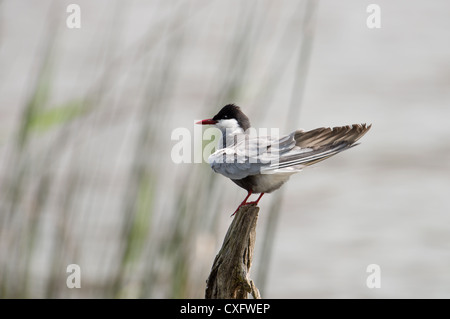 Mignattino piombato Chlidonias hybridus. Francia Foto Stock