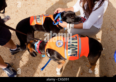 Cani da salvataggio indossando "Adottare Me' canottiere Foto Stock