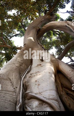 Le radici e i rami del Ficus Macrophylla nella Villa Garibaldi di Palermo in Sicilia Foto Stock