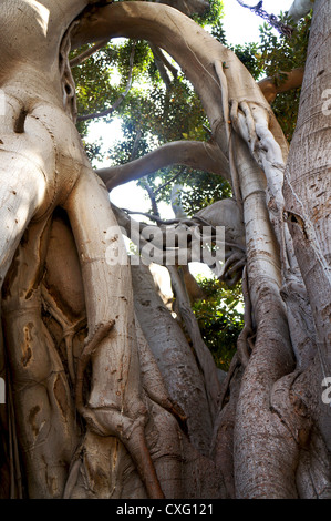 Le radici e i rami del Ficus Macrophylla nella Villa Garibaldi di Palermo in Sicilia Foto Stock