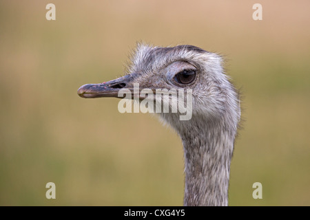 Rhea americana Foto Stock
