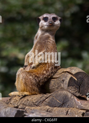 Slanciata Meerkat codato (suricata suricatta) Foto Stock