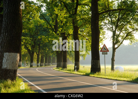 Boernicke, linea Lindenbaeume il tedesco Alleestrasse Foto Stock