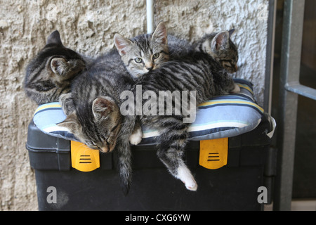 Il gatto domestico, Felis silvestris catus Foto Stock