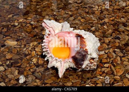 Guscio d'uovo o frutti di mare? Un concetto di immagine di un tuorlo d'uovo in un guscio in piedi in acqua poco profonda su una spiaggia ghiaiosa Foto Stock