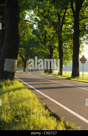 Boernicke, linea Lindenbaeume il tedesco Alleestrasse Foto Stock