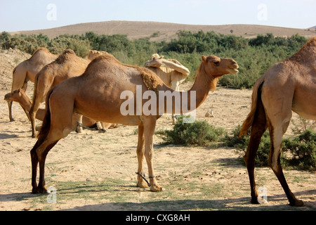 Cammelli arabi Foto Stock