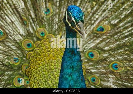 Indiano Peafowl blu (pavo cristatus), Malaysia Foto Stock