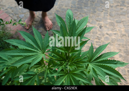 Pianta di cannabis in un cortile, Berlino Foto Stock